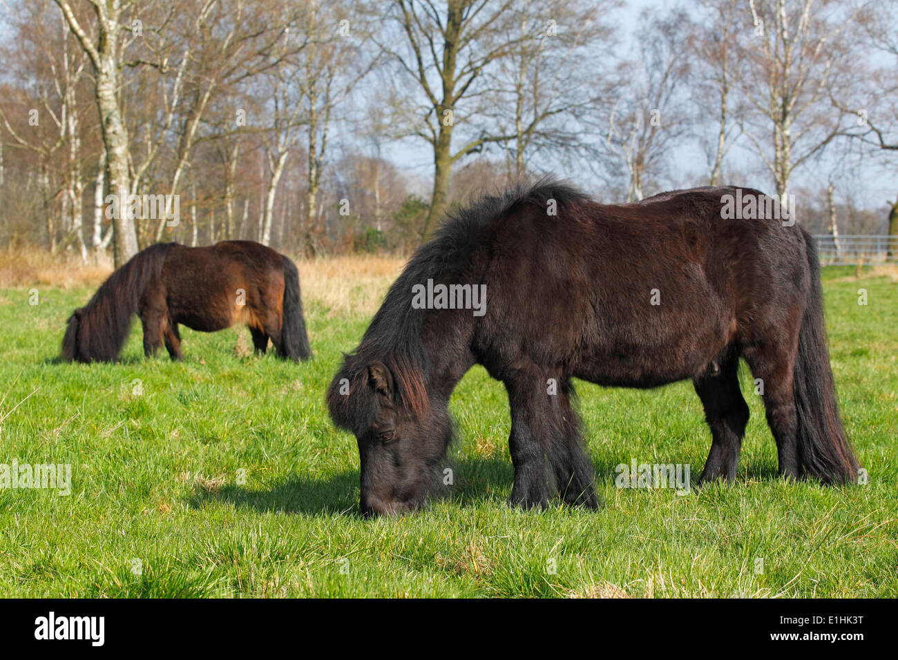 Pony Shetland e dietro un mini pony Shetland, Schleswig-Holstein, Germania Foto Stock