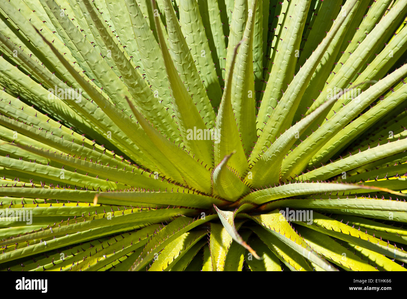 La regina delle Ande o gigante Bromeliad (Puya raimondii), il Parco Nazionale del Huascaran, Ande, Huaraz, Ancash regione, Perù Foto Stock