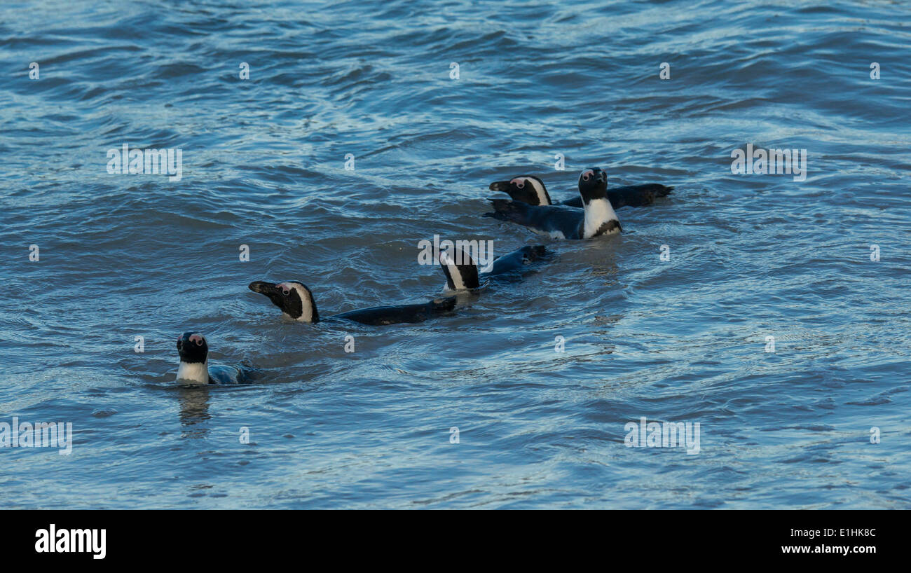 I Penguins africani (Spheniscus demersus) nuotare nell'oceano, Boulders Beach, Città di Simon, Western Cape, Sud Africa Foto Stock