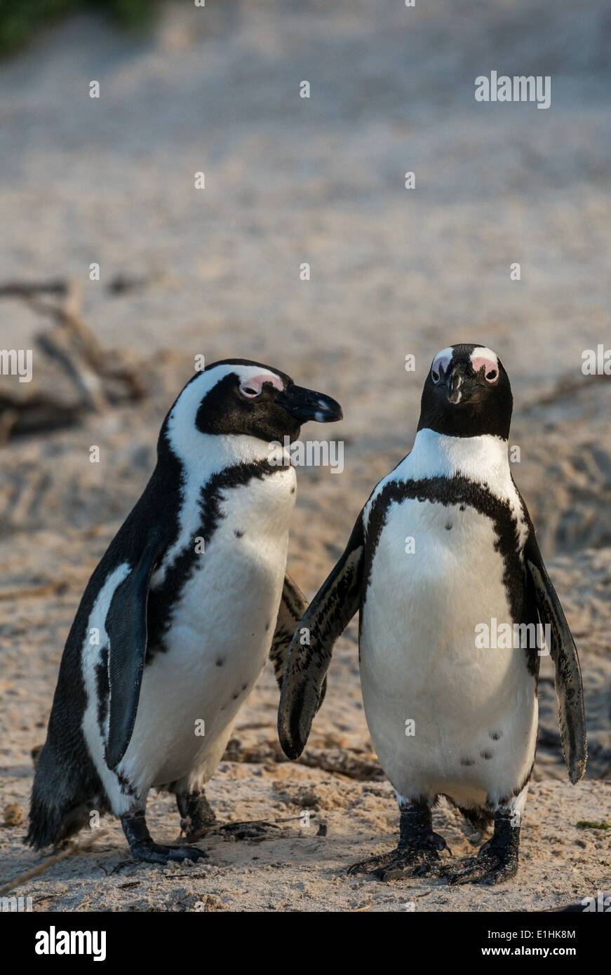 I Penguins africani (Spheniscus demersus), Boulders Beach, Città di Simon, Western Cape, Sud Africa Foto Stock