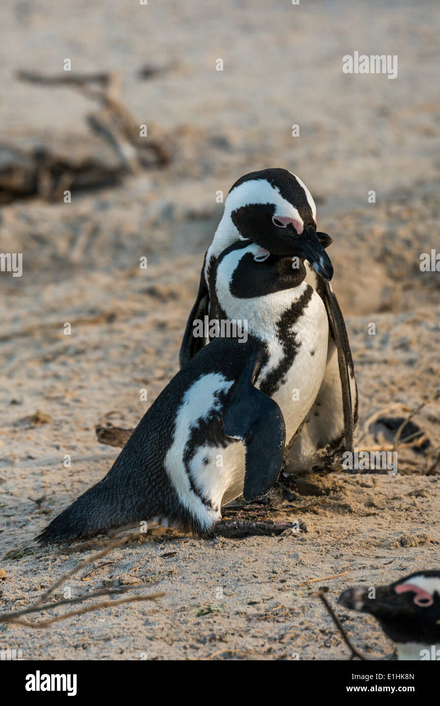 I Penguins africani (Spheniscus demersus), giovane accarezzando ogni altro, Boulders Beach, Città di Simon, Western Cape, Sud Africa Foto Stock