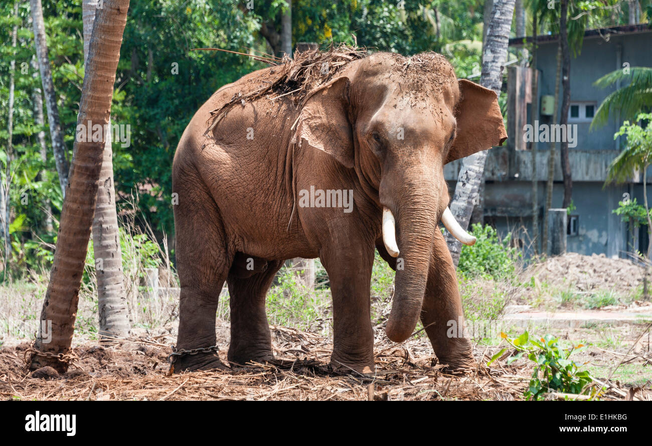 Elefante asiatico (Elephas maximus), Kerala, India Foto Stock