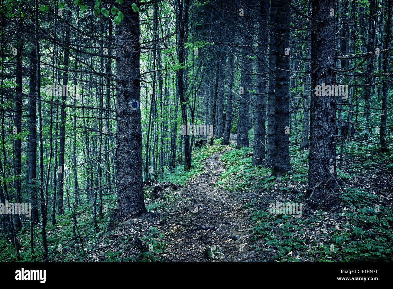 Spooky tonica immagine di una foresta di pini di notte con un sentiero Foto Stock