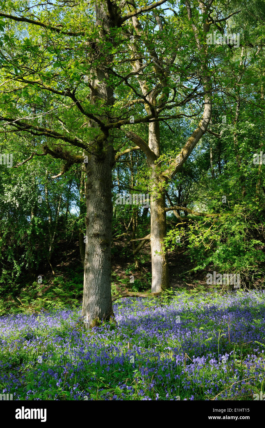 Bluebells - Hyacinthoides non scriptus, tappeto bosco di querce piano Foto Stock