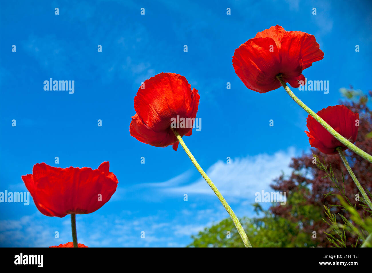 Quattro alti rosso brillante papaveri orientali visto nella luce del sole contro un cielo blu, giardino interno, Cumbria, England Regno Unito Foto Stock