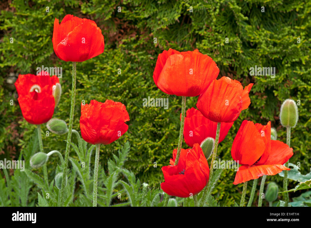 Rosso brillante oriental poppies in fiore nel giardino interno sullo sfondo di conifera verde arbusto sempreverde, Cumbria Inghilterra REGNO UNITO Foto Stock