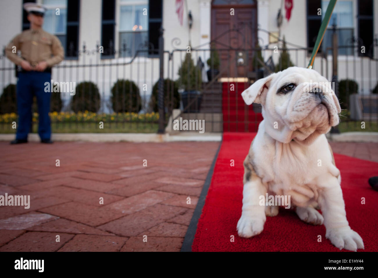 Chesty, il futuro U.S. Marine Corps mascot, si siede sul tappeto rosso davanti alla casa del Commandants durante una visita a M Foto Stock