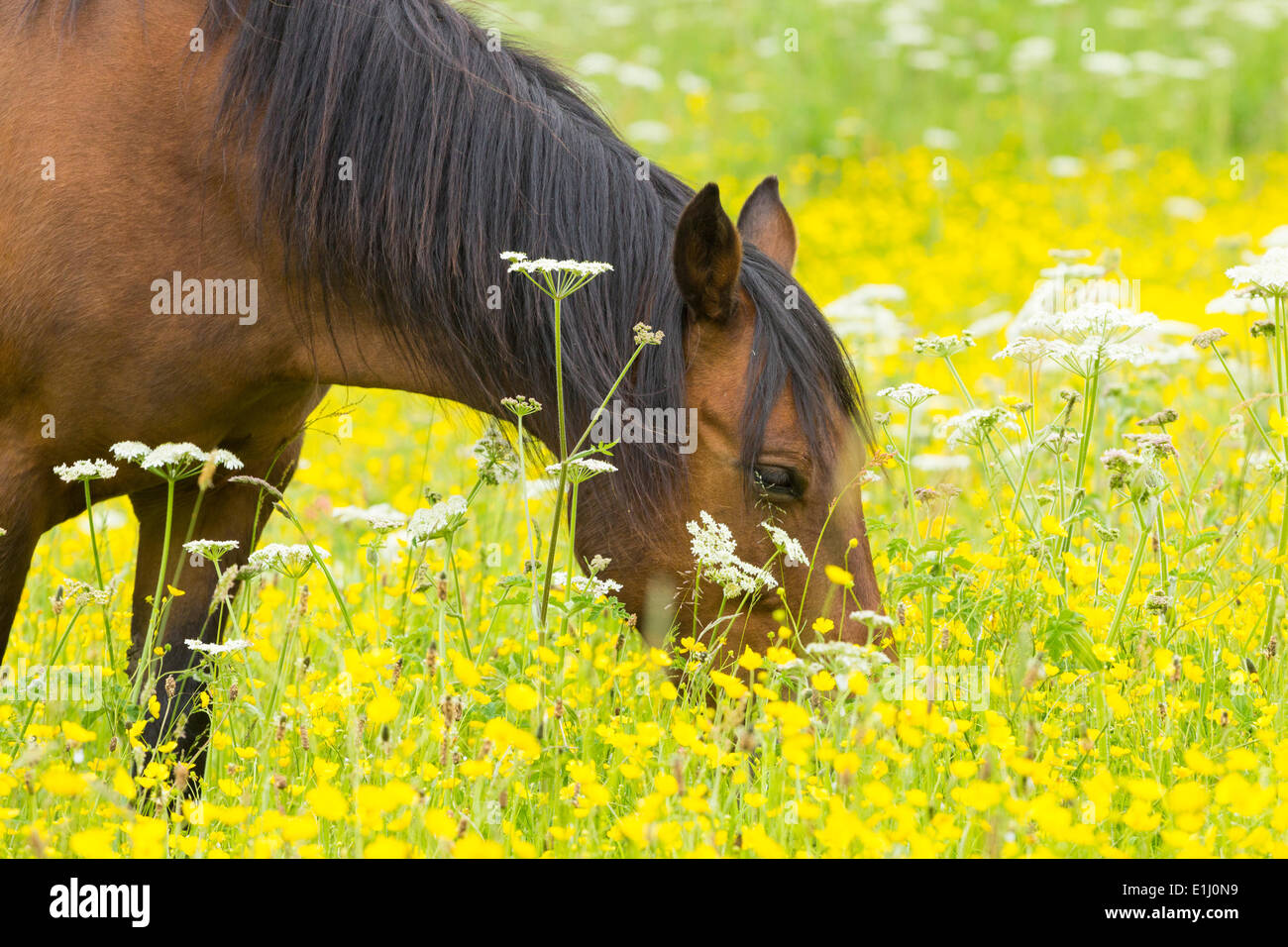 Cavallo al pascolo nei prati fioriti con Renoncules in fiore. Regno Unito Foto Stock