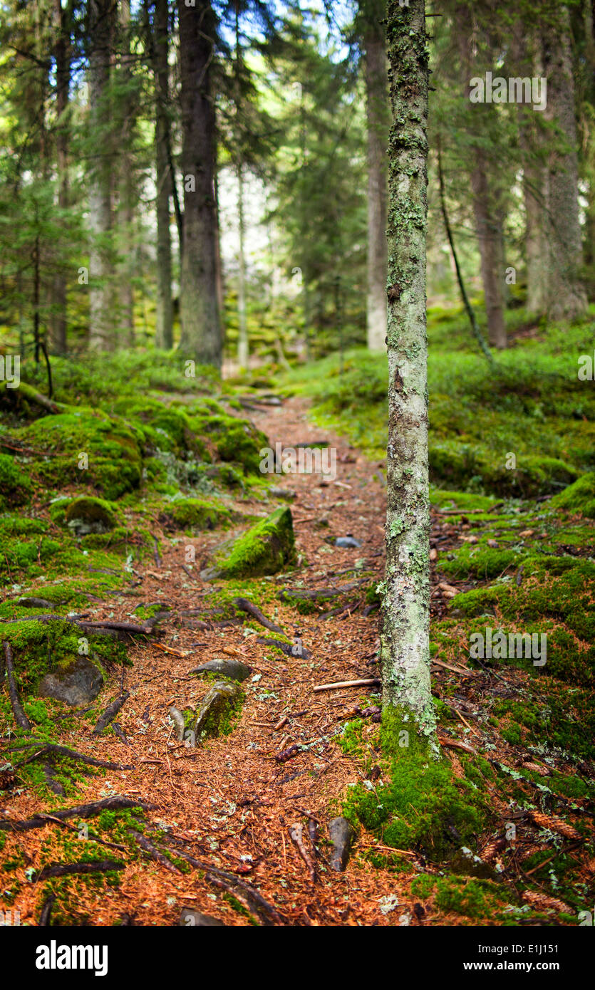 Paesaggio con un sentiero attraverso una foresta di pini Foto Stock