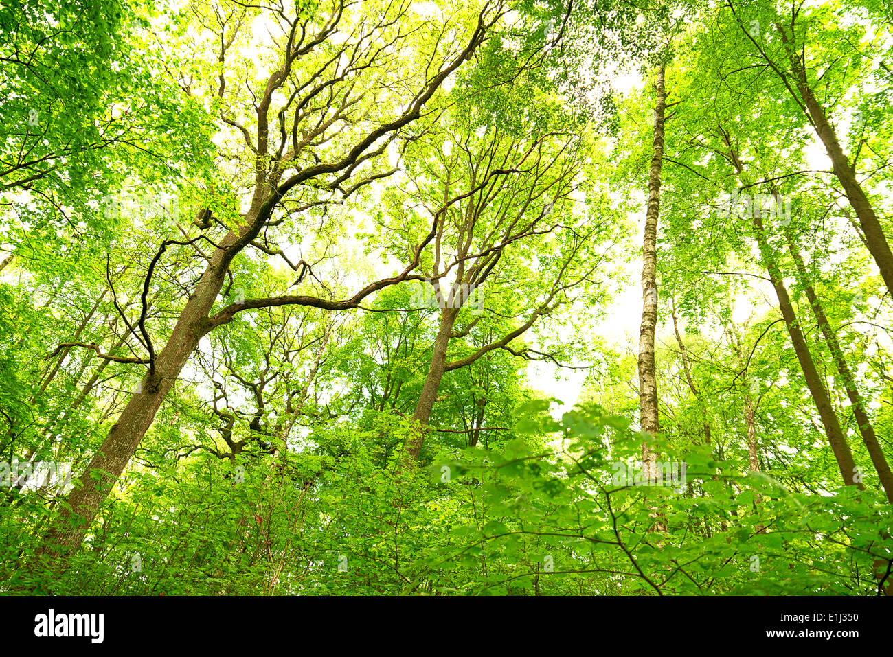 Tettuccio di colpo di alberi decidui in primavera Foto Stock