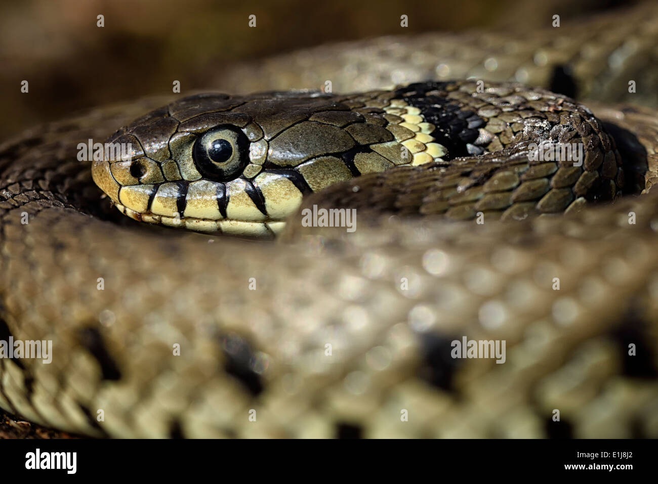 Unione Biscia, Natrix natrix, Foto Stock