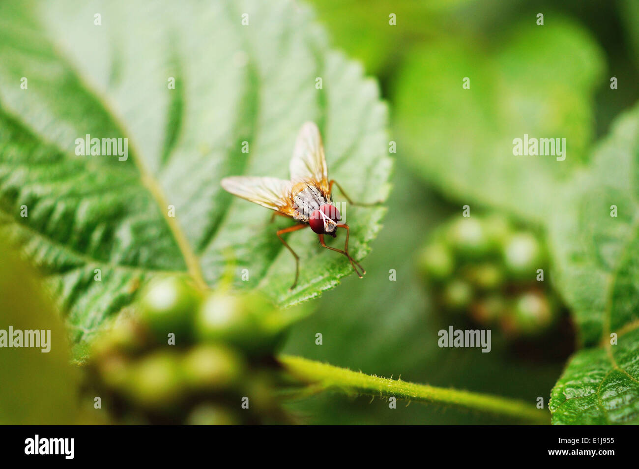 Primo piano della mosca della frutta (Drosophila melanogaster), Pune, Maharashtra, India Foto Stock