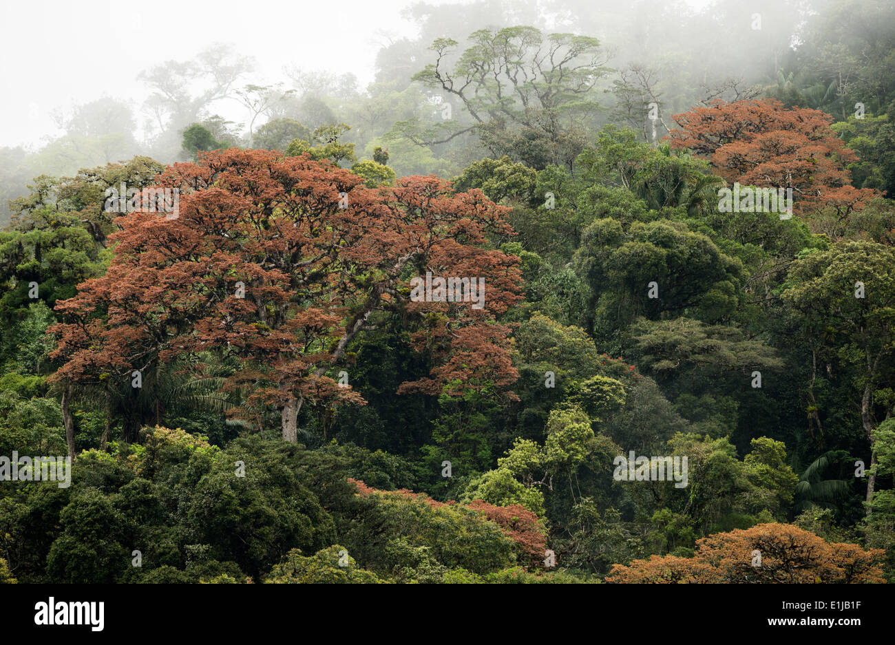 Grande albero di Jatoba(Hymanaea) dalla foresta pluviale atlantica Foto Stock