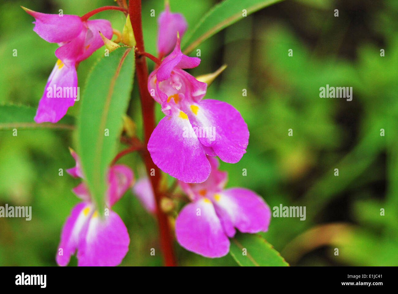 Close up Balsamina Impatiens o giardino balsamo di Pune, Maharashtra, India Foto Stock