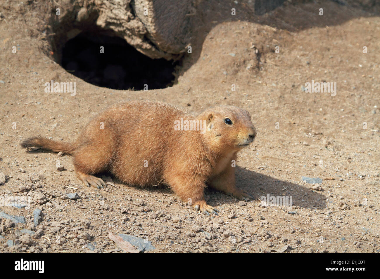 Nero-tailed cani della prateria, Cynomys ludovicianus. Bergen County Zoo, Van Saun Park, Paramus, New Jersey, STATI UNITI D'AMERICA Foto Stock