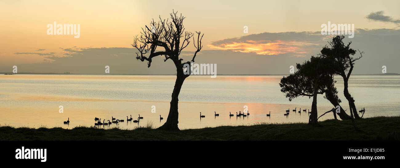 Nuova Zelanda, Isola Chatham, Silhouette di alberi e cigni in blind Jims Creek Foto Stock