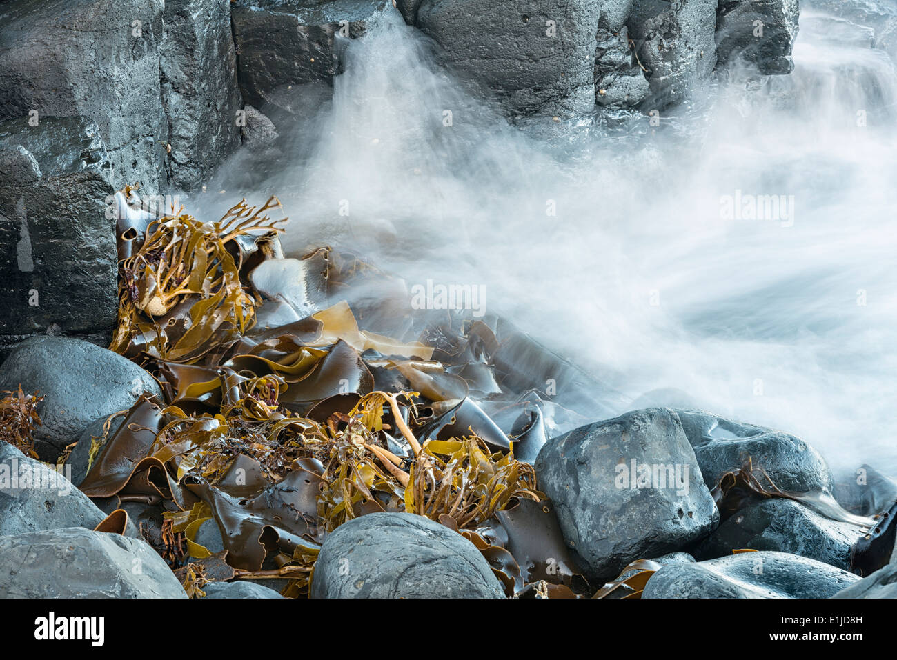 Nuova Zelanda, Isola Chatham, Kelp sulla roccia basaltica a Ohira Bay Foto Stock