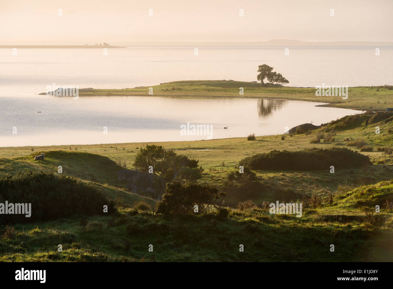 Nuova Zelanda, Isola Chatham, harekauri penisola con struttura ad albero singolo Foto Stock