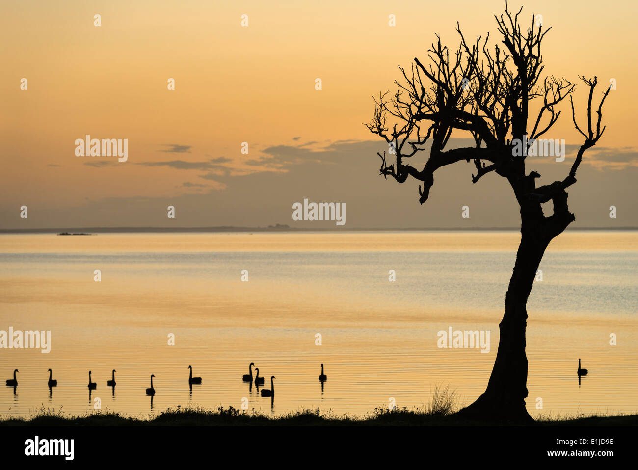 Nuova Zelanda, Isola Chatham, Silhouette di alberi e cigni in blind Jims Creek Foto Stock