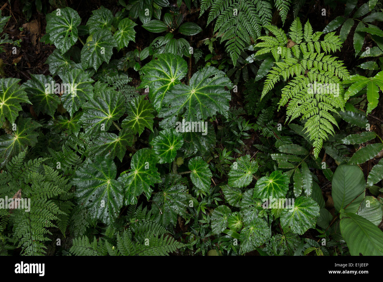 La diversità delle piante presso il sottobosco della foresta pluviale atlantica Foto Stock