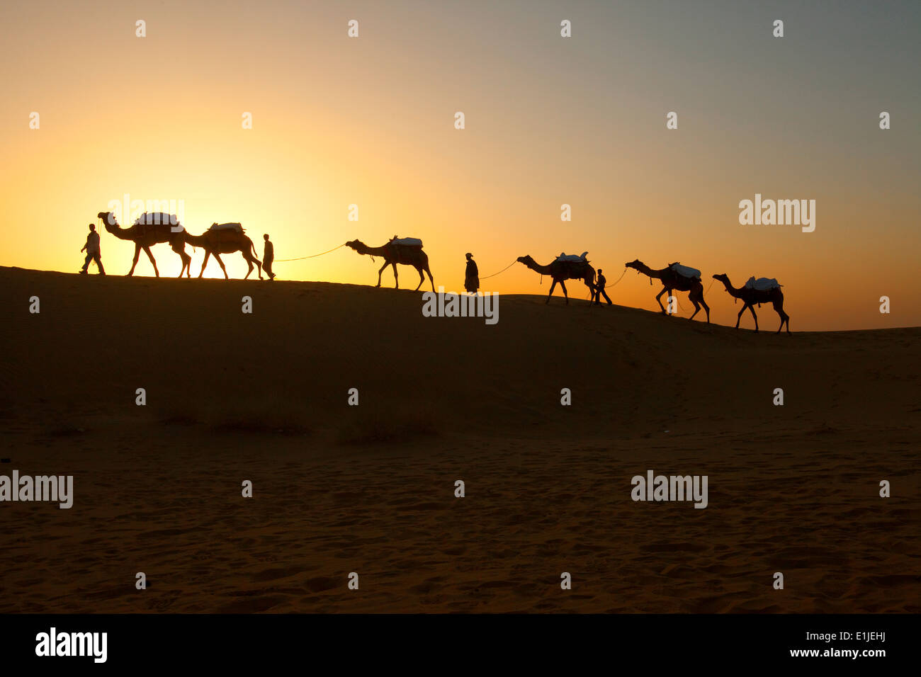 Gli uomini a piedi con i cammelli al tramonto nel deserto di Thar, Jaiselmer, India Foto Stock