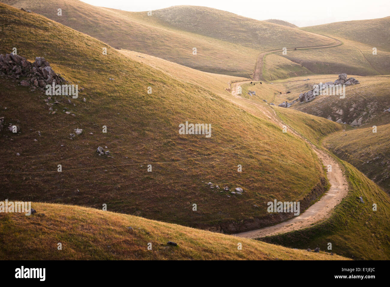 Colline ondulate, CALIFORNIA, STATI UNITI D'AMERICA Foto Stock