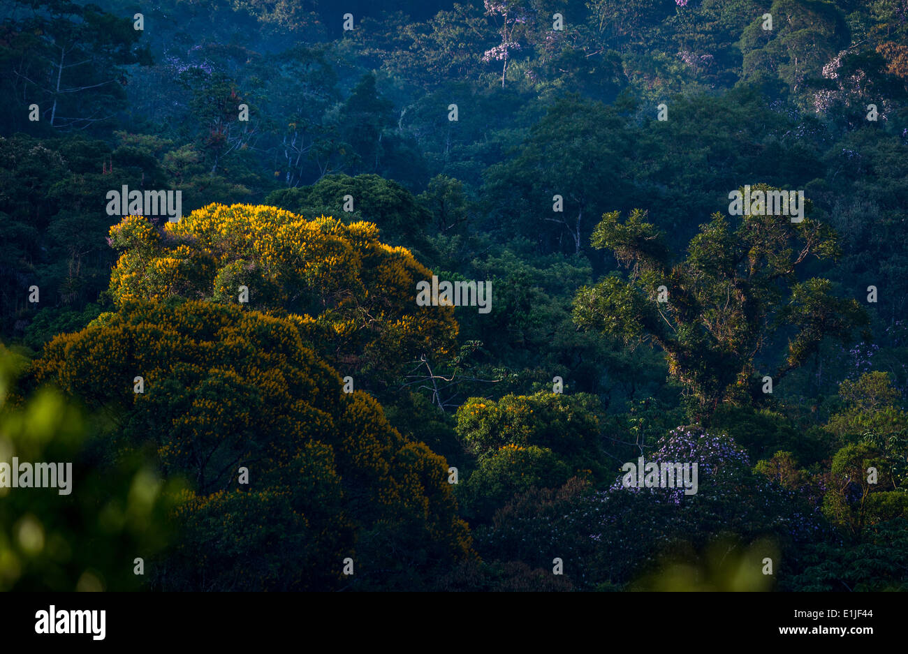 Foresta pluviale atlantica del Brasile Foto Stock