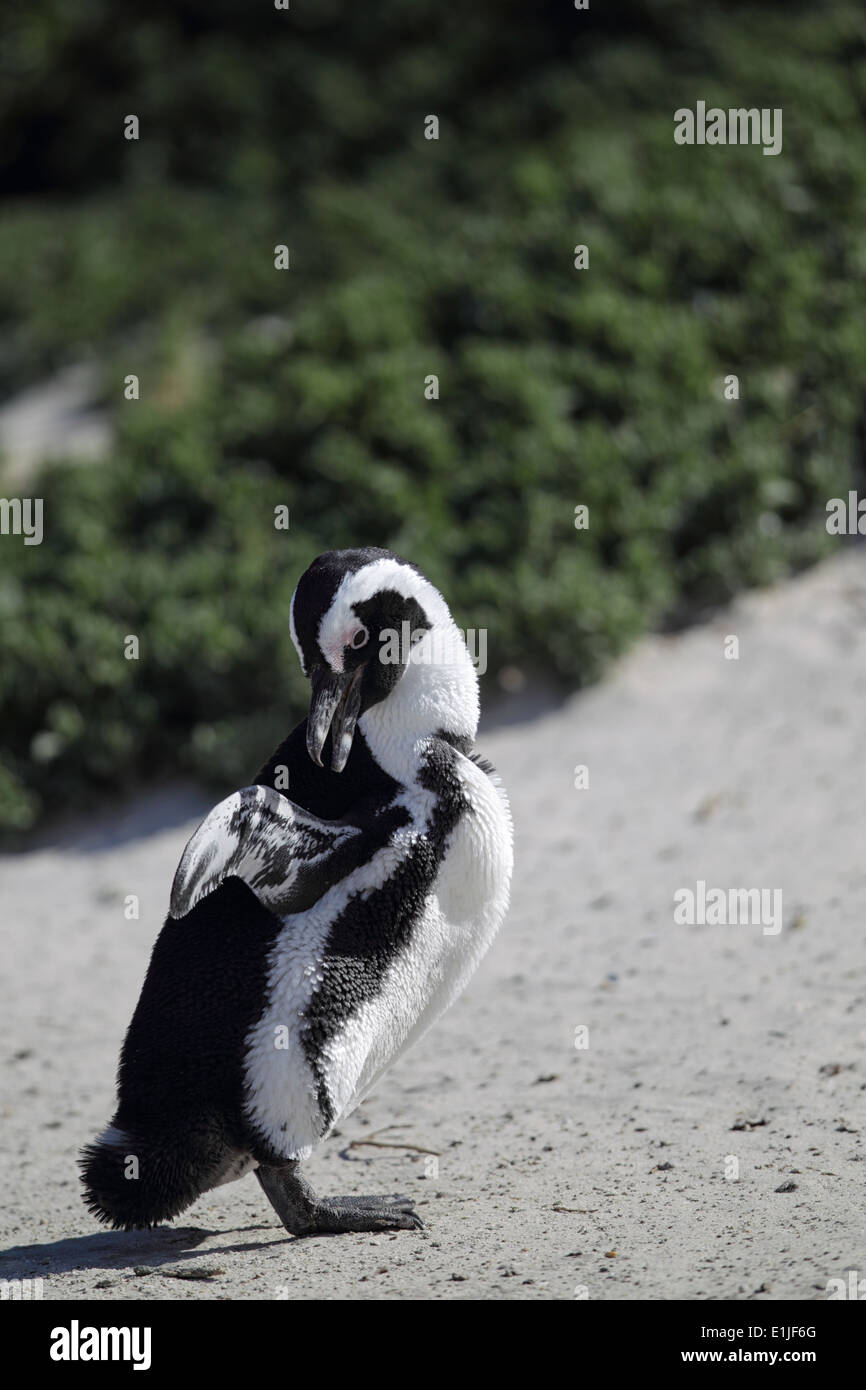Pinguino africano (Spheniscus demersus) sulla Spiaggia Boulders vicino a Cape Town, Sud Africa. Foto Stock