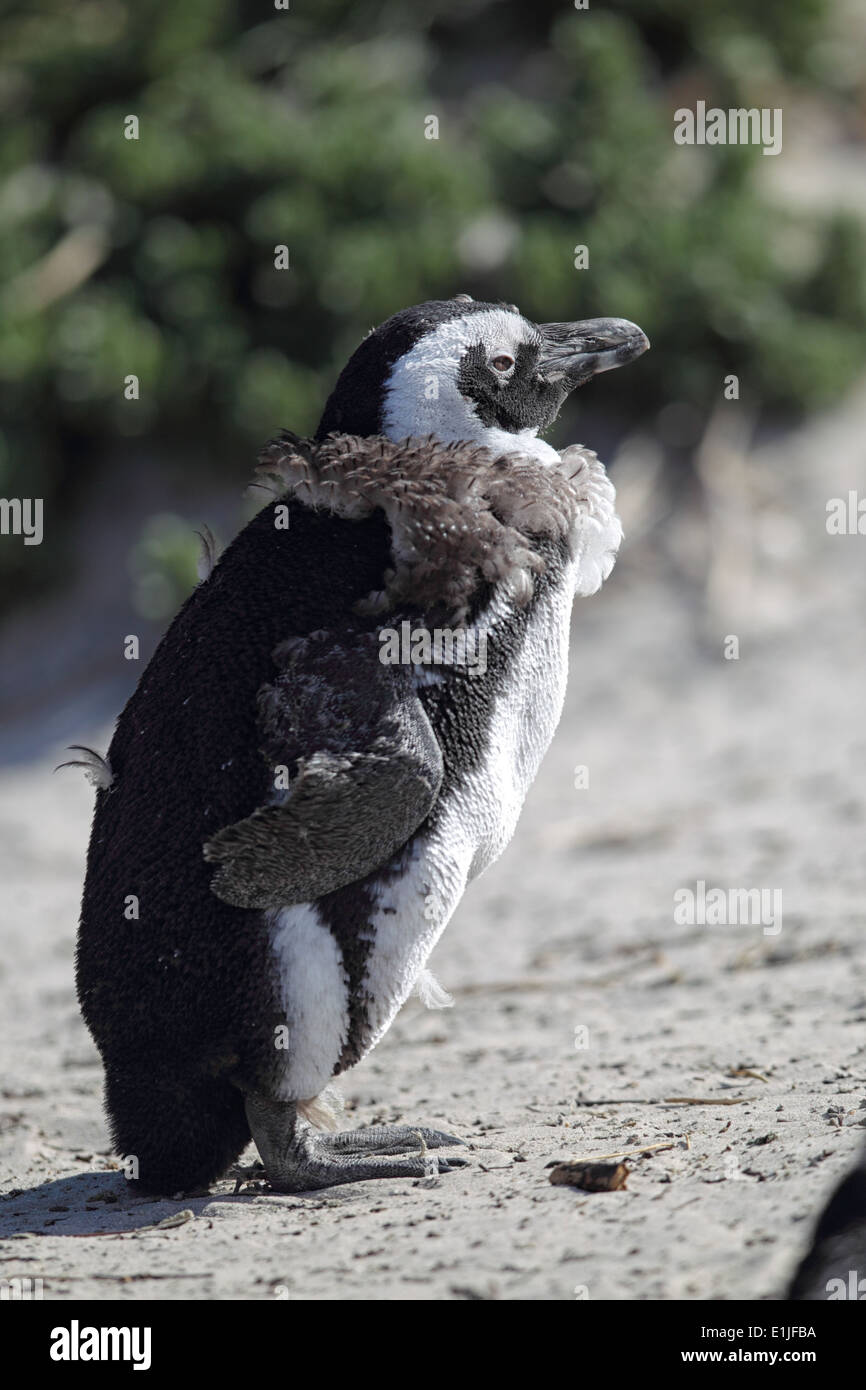 Pinguino africano (Spheniscus demersus) sulla Spiaggia Boulders vicino a Cape Town, Sud Africa. Foto Stock