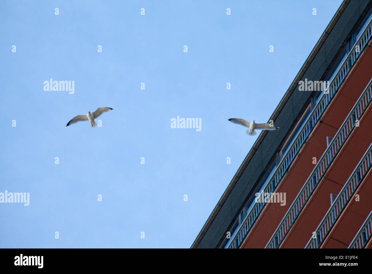 Gli uccelli volare nel cielo da blocco di appartamenti, Ostenda, Belgio Foto Stock