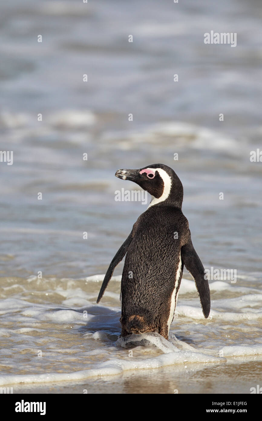 Pinguino africano (Spheniscus demersus) a piedi in mare sulla Spiaggia Boulders vicino a Cape Town, Sud Africa. Foto Stock