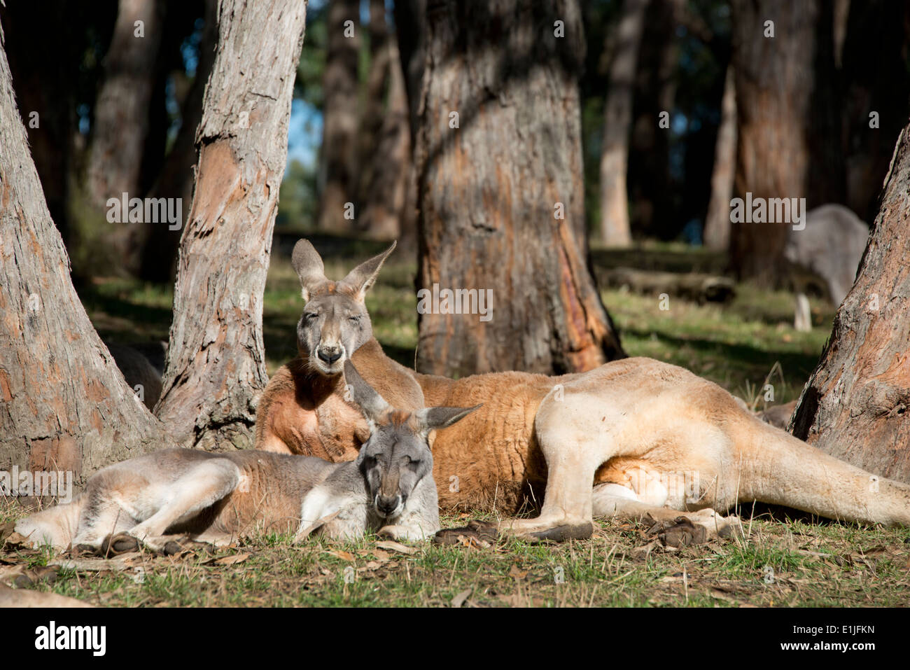 In Australia, in Sud Australia, Adelaide. Parco Naturale Cleland. I canguri rossi (Macropus rufus) Foto Stock