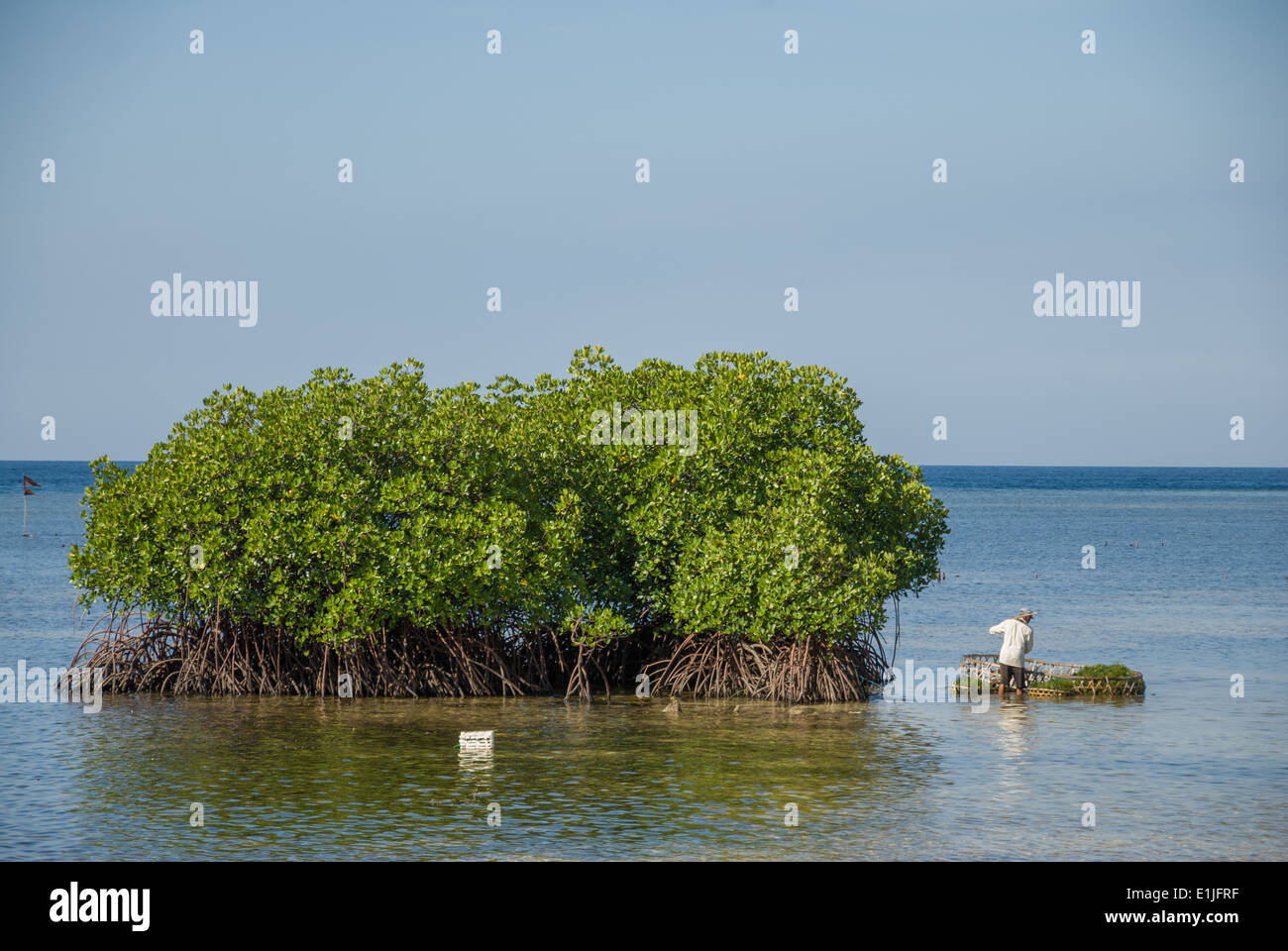 Nusa Lembongan mangrovie Indonesia Foto Stock