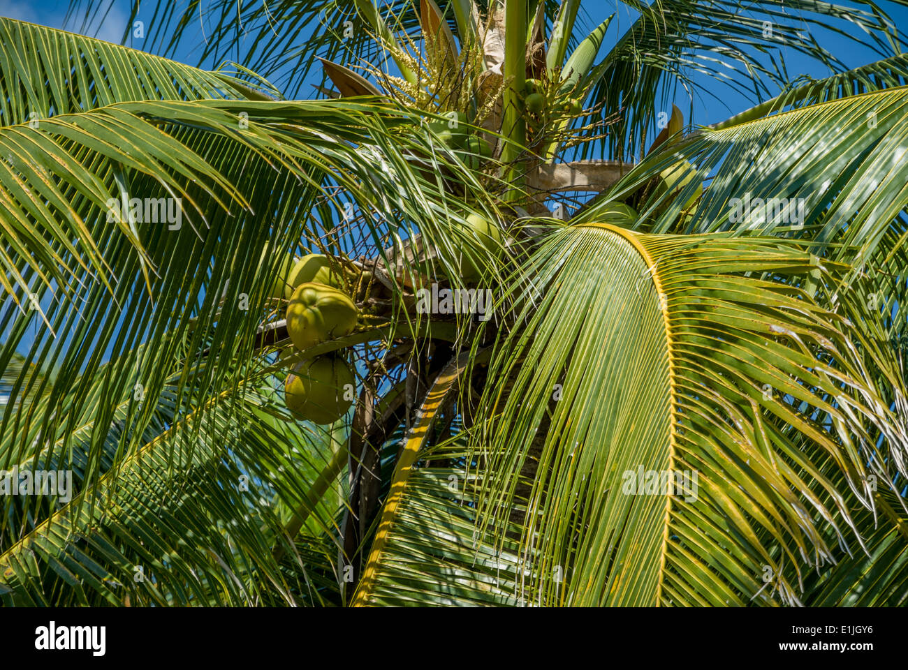 Nusa Lembongan albero di cocco Indonesia Foto Stock