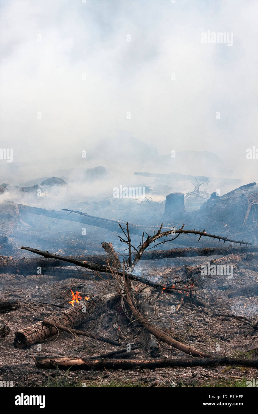 Fuoco controllato in una foresta. Foto Stock