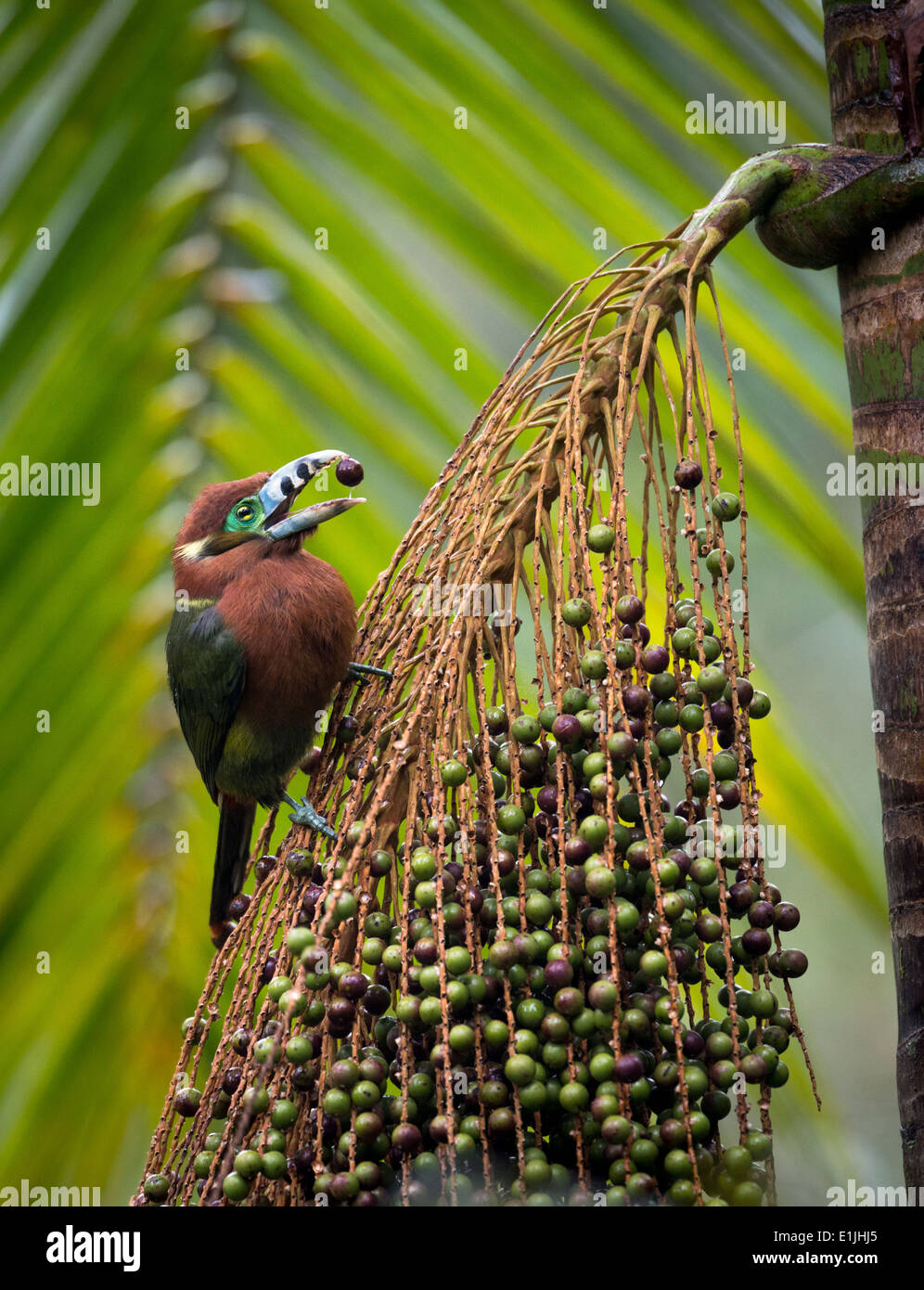Spot-fatturati Toucanet alimentazione su palmito tree Foto Stock