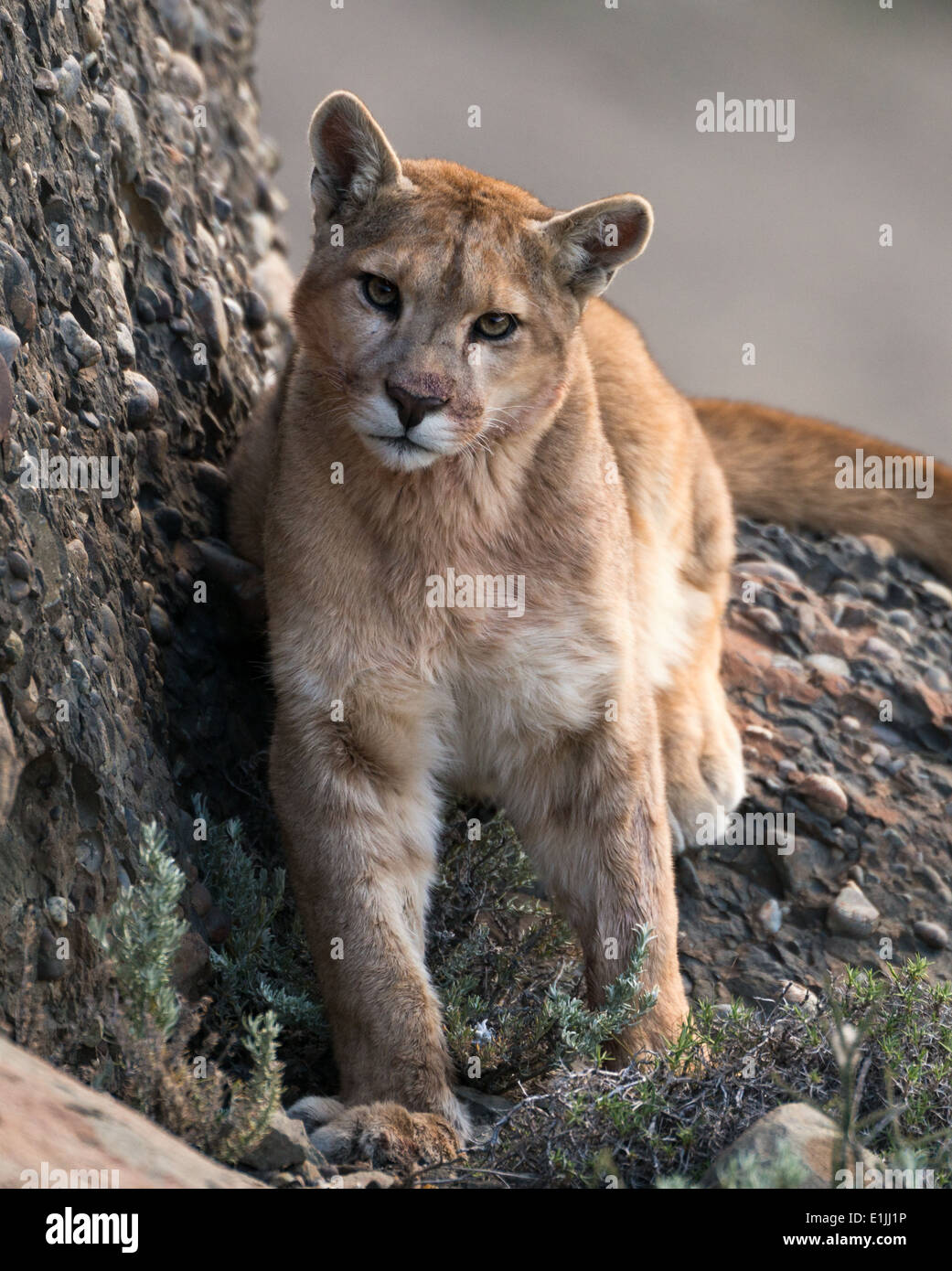 Puma selvatici provenienti dal Cile Foto Stock