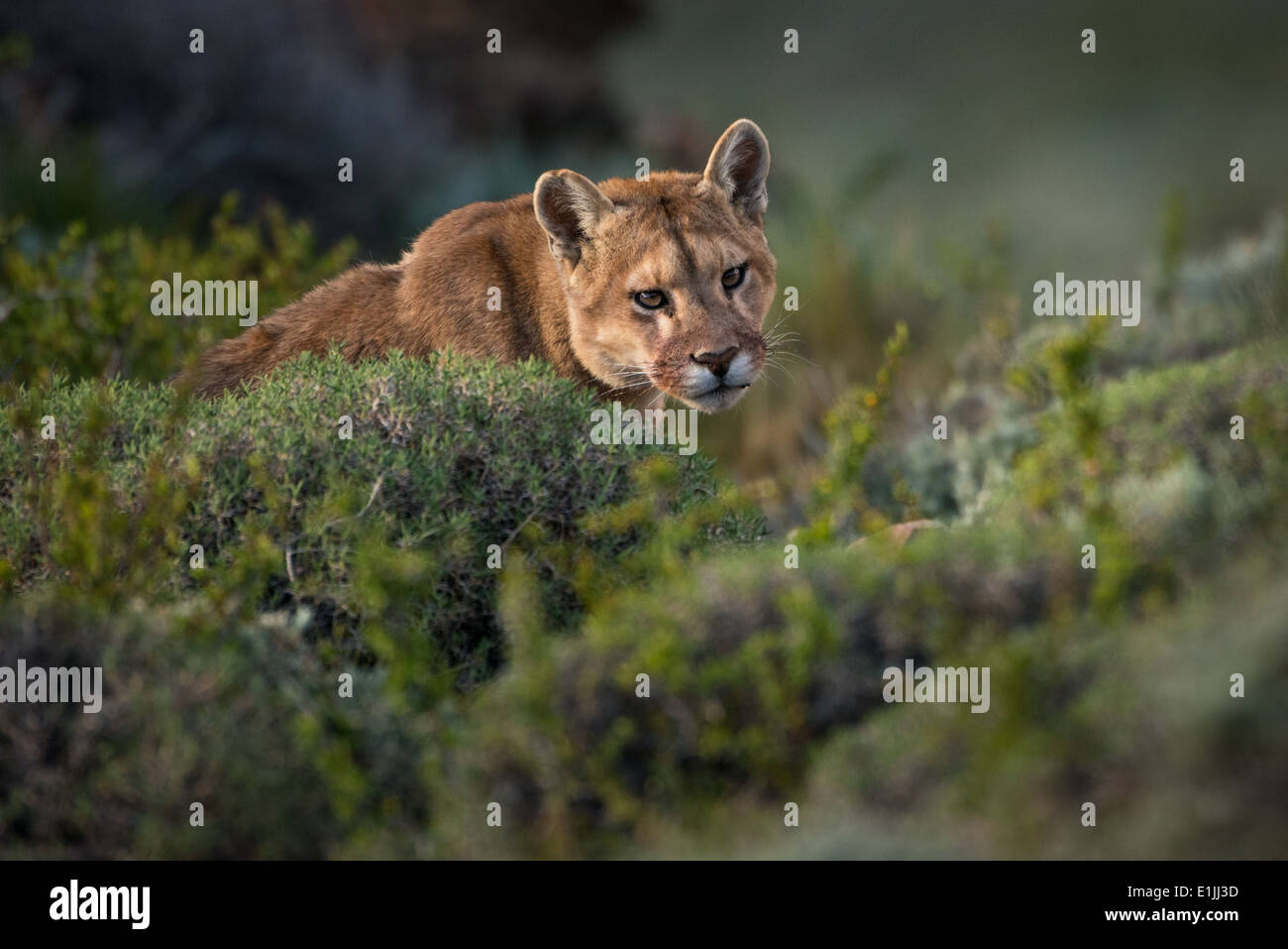 Puma selvaggio Foto Stock