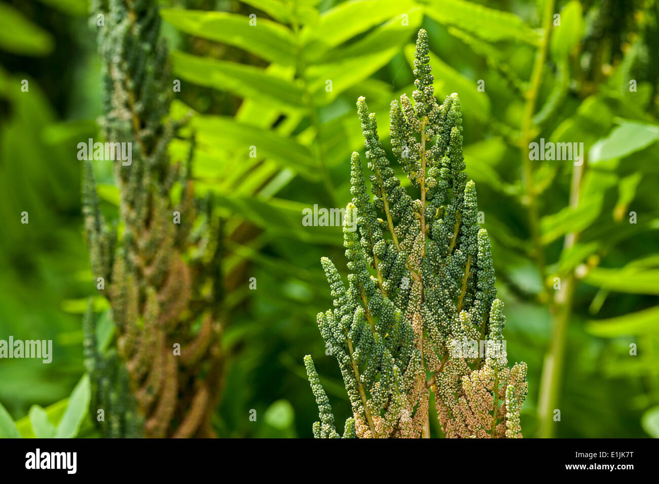 Royal fern / fioritura (felce Osmunda regalis) che mostra la fertile e fronde sterili in primavera Foto Stock