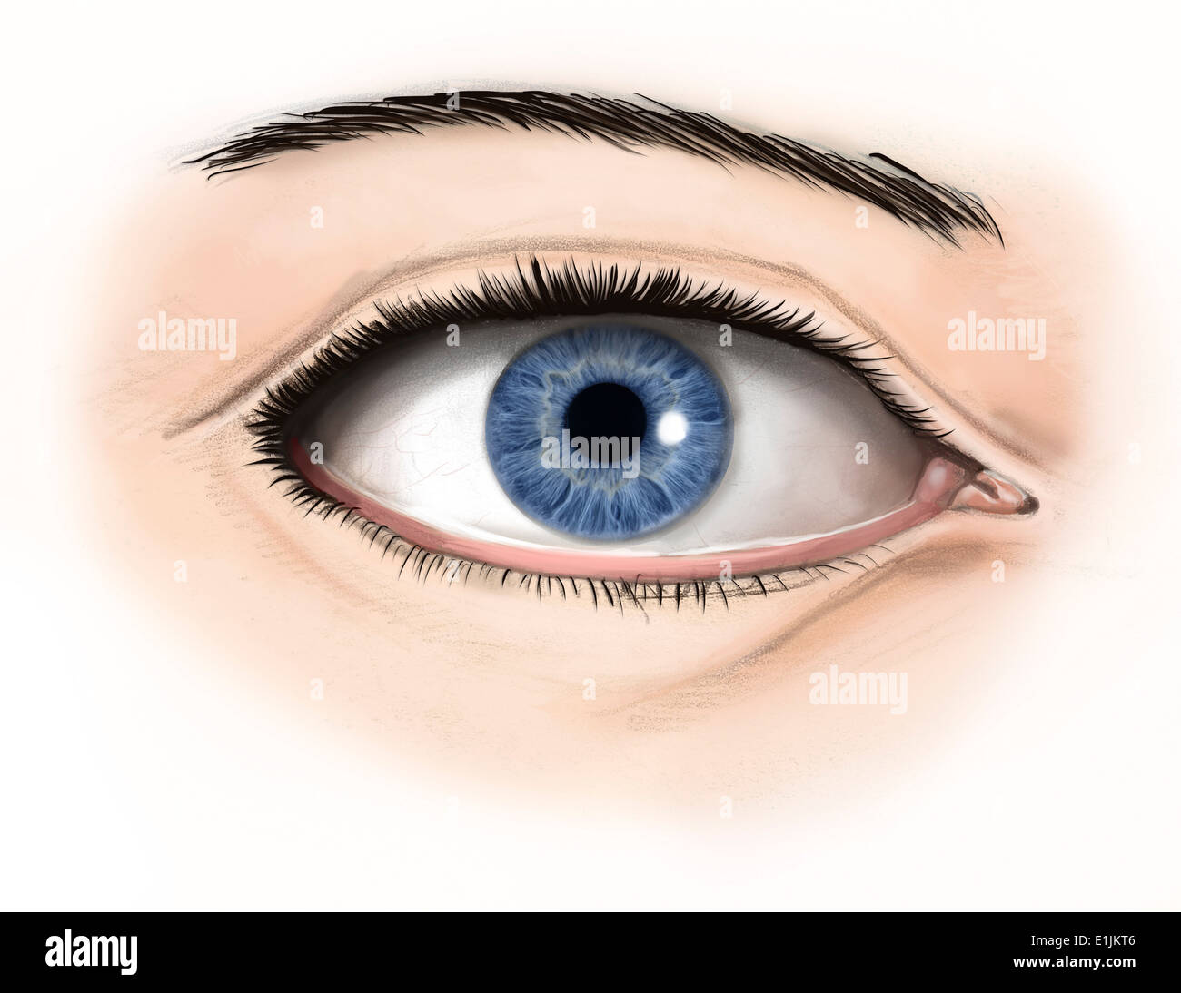 Anatomia esterna dell'occhio umano. Foto Stock