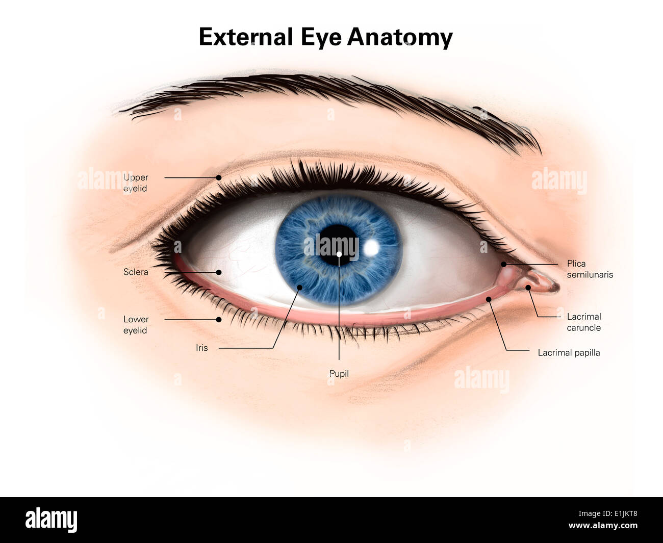 Anatomia esterna dell'occhio umano (con le etichette). Foto Stock