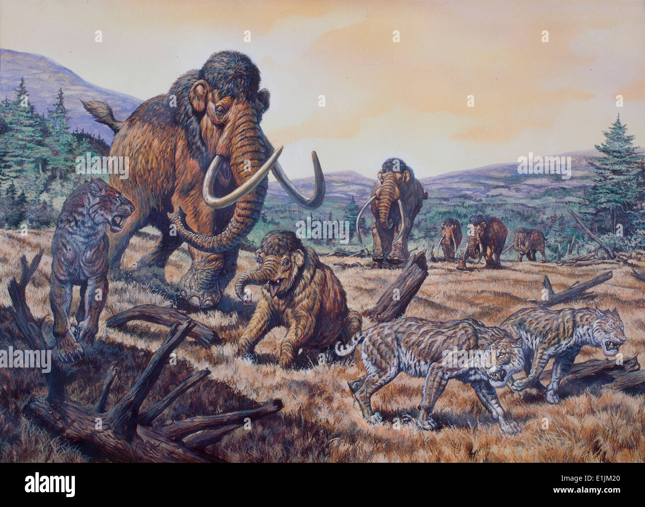 Mammut lanosi (Mammuthus primigenius) e Scimitar Sabertooth (Homotherium), nel Pleistocene Epoch (Ice Age) del Nord America. Foto Stock