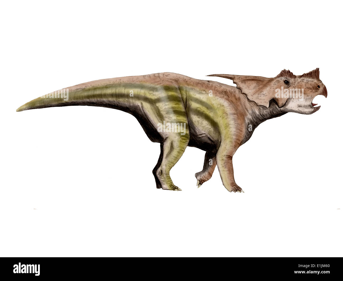 Achelousaurus è un dinosauro ceratopsian dal tardo Cretaceo. Foto Stock