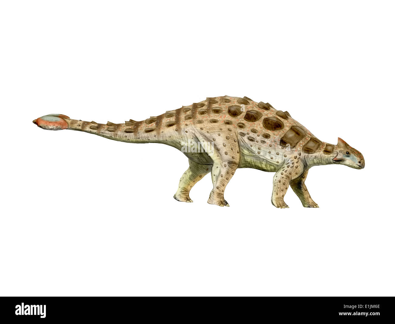 Ankylosaurus è un dinosauro ankylosaur dal Cretaceo. Foto Stock