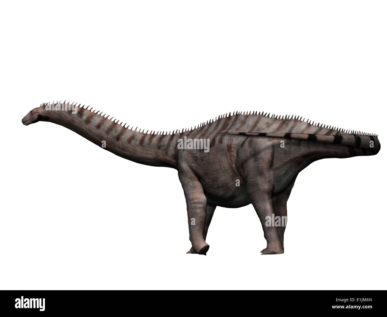 Apatosaurus è un dinosauro sauropod dal Giurassico. Foto Stock