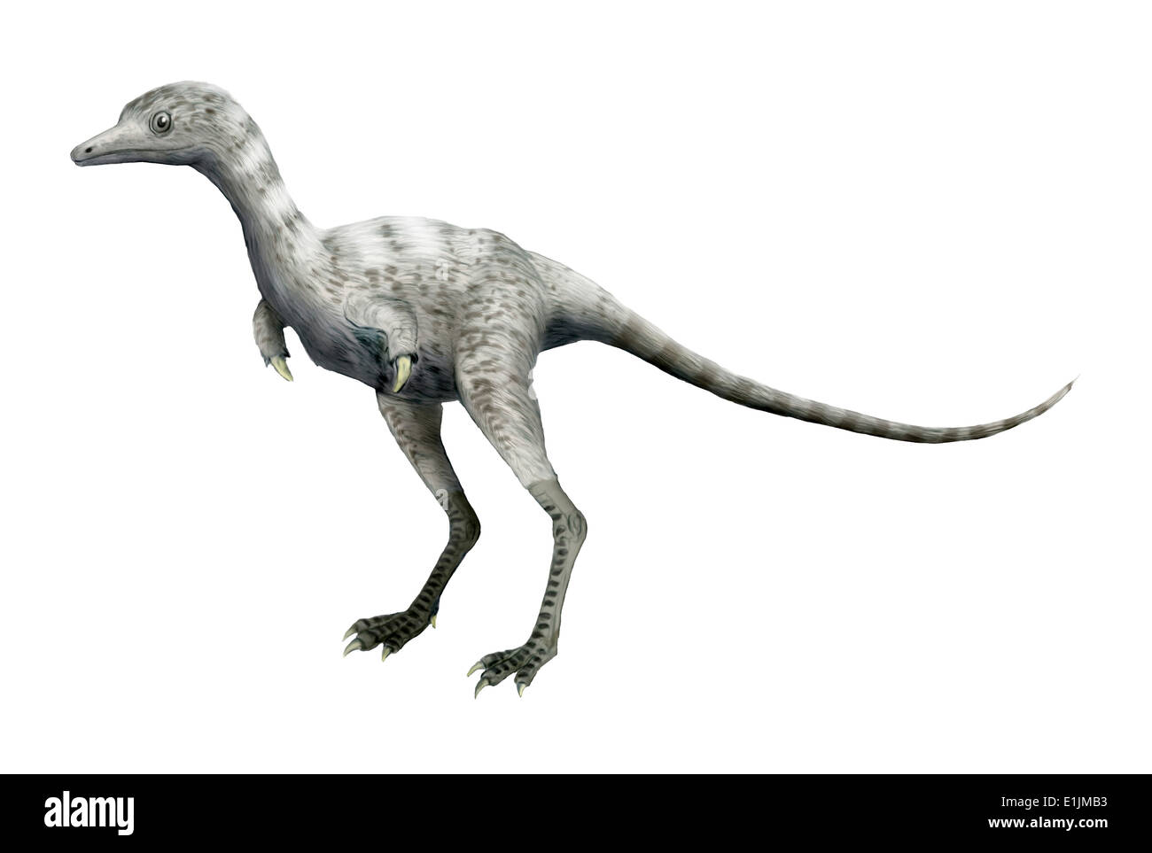 Dinosauro Ceratonykus, sfondo bianco. Foto Stock