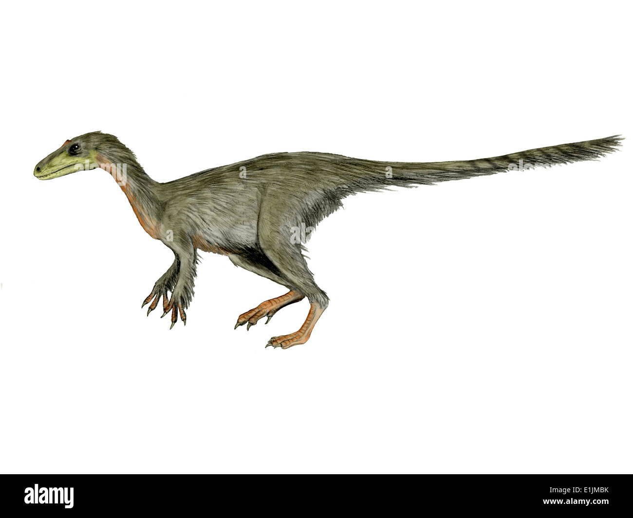 Dilong paradoxus dinosauro, sfondo bianco. Foto Stock