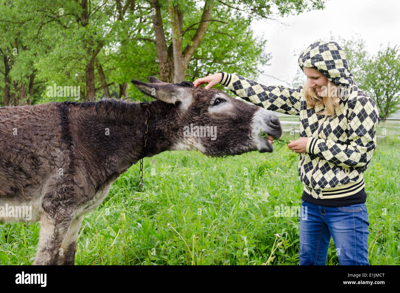 Agricoltore donna carina di alimentazione umido animale asino legato con catena in verde erba di prato pascolo di giorno piovoso. Foto Stock