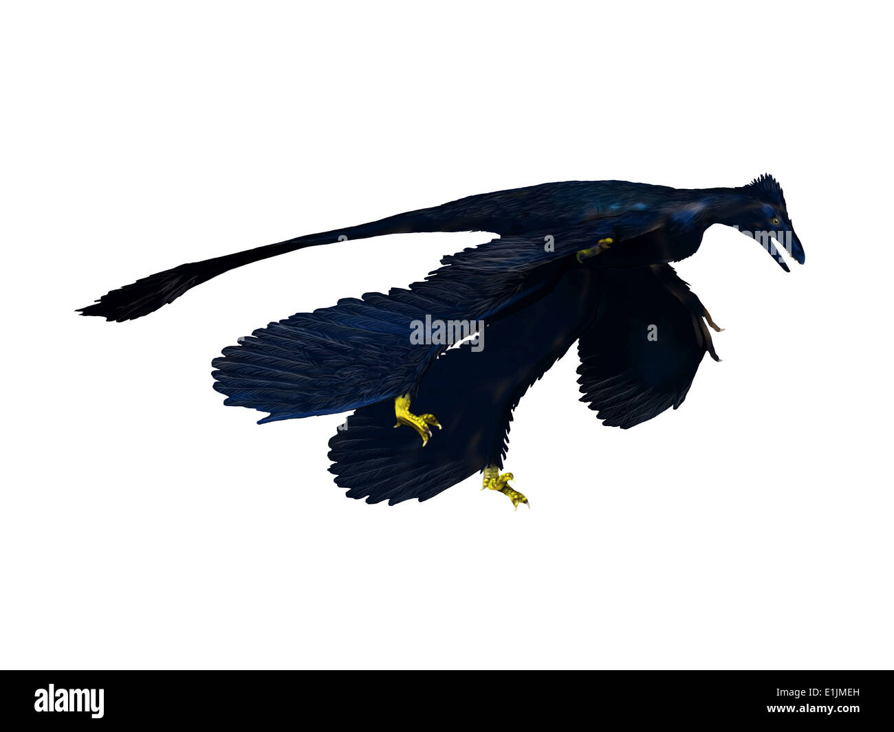 Dinosauro Microraptor, sfondo bianco. Foto Stock