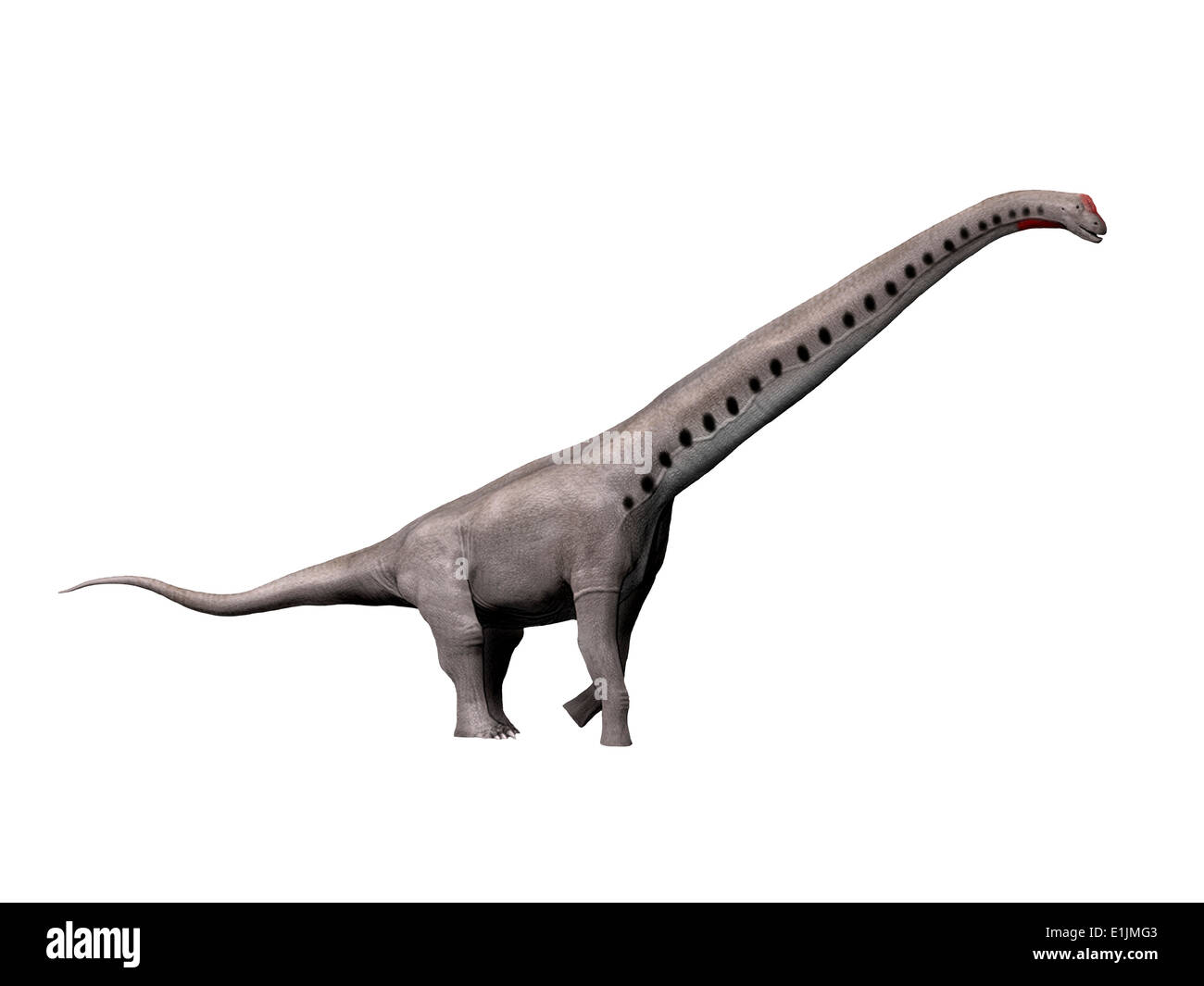 Dinosauro Sauroposeidon, sfondo bianco. Foto Stock